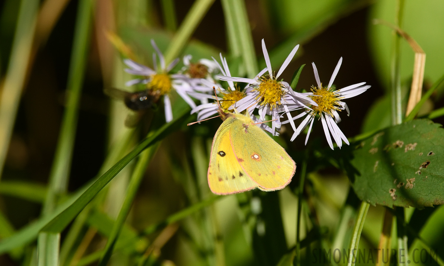 Colias eurytheme [400 mm, 1/2500 Sek. bei f / 8.0, ISO 1000]